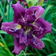 Heavenly Purple Passion Daylily